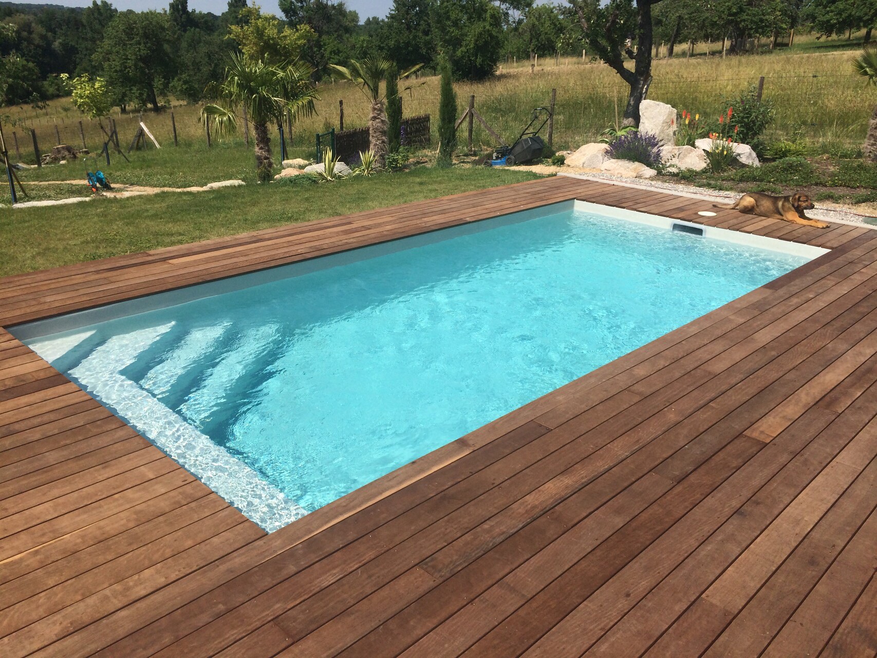 Piscine coque rectangulaire et terrasse bois – Pool68 Piscine coque rectangulaire à l'eau turquoise, terrasse en bois, jardin paysager, palmiers et chien allongé au soleil.